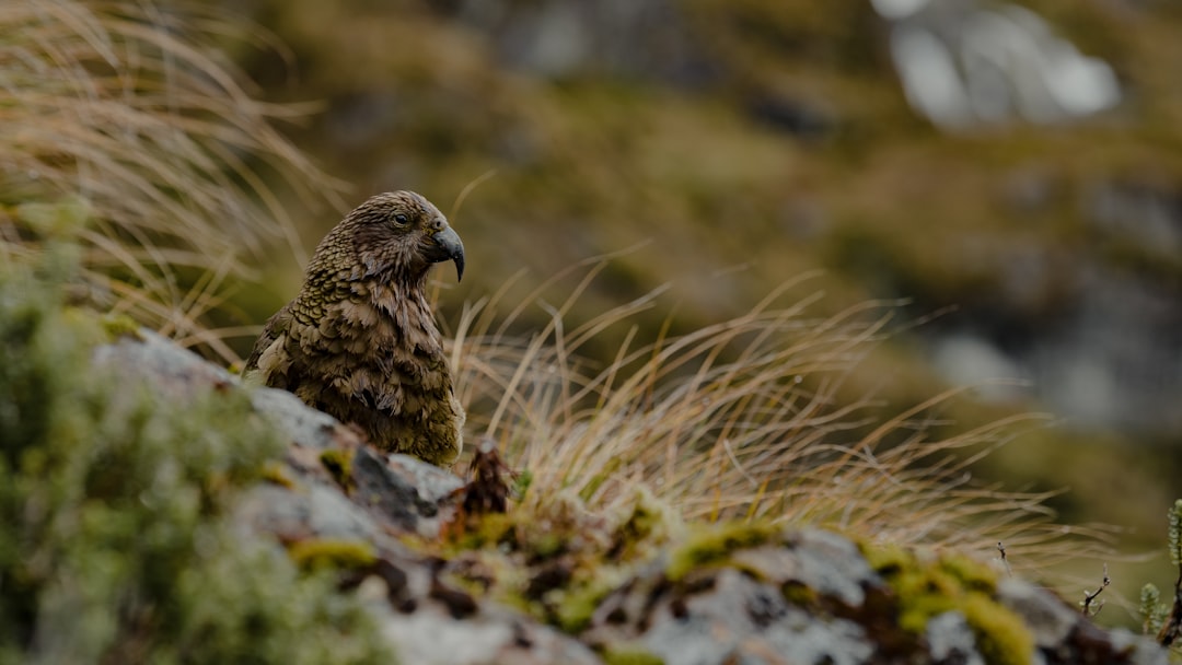 Photo Fiordland National Park