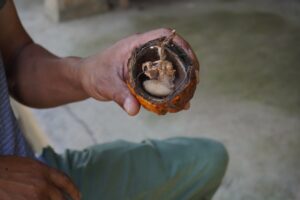 Photo Cocoa beans